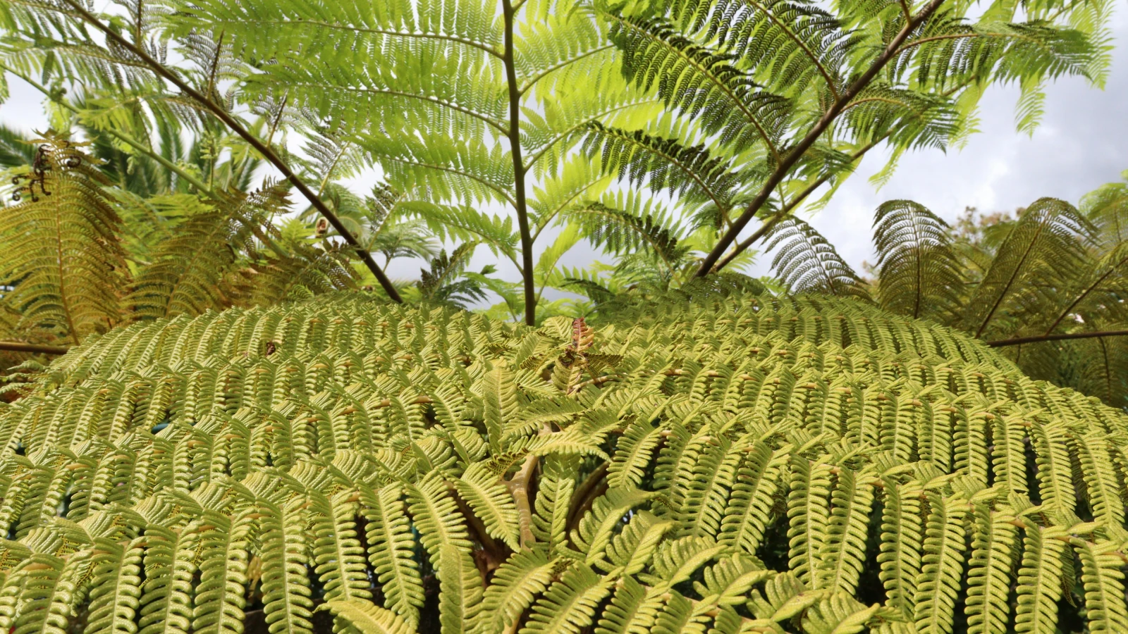 Lush fern forest on Madeira island - best explored with a rental car from Funchal