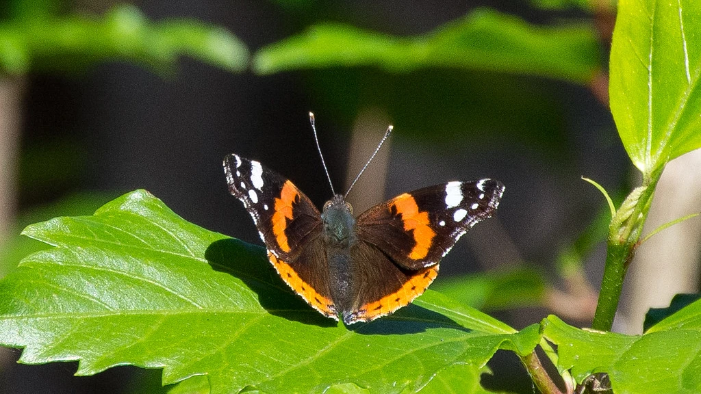 Red Admiral butterfly at Madeira Botanical Garden Funchal car hire day trip